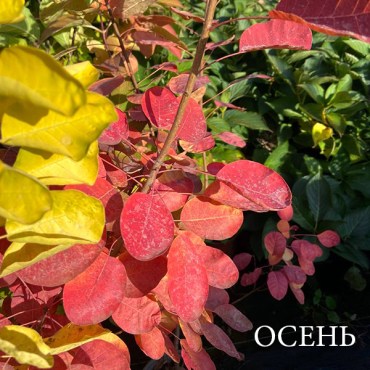 скумп гол спирит